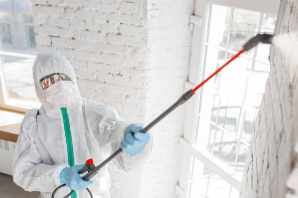 Professional Mold Removal in Hudson Oaks, TX